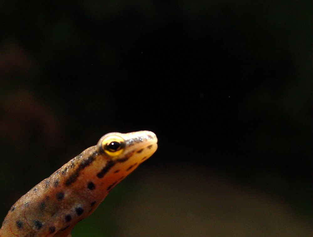 Lissotriton vulgaris meridionalis